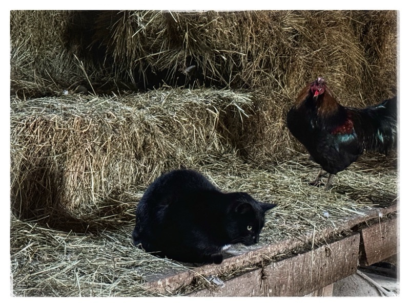 Black cat in barn with rooster and hay behind 