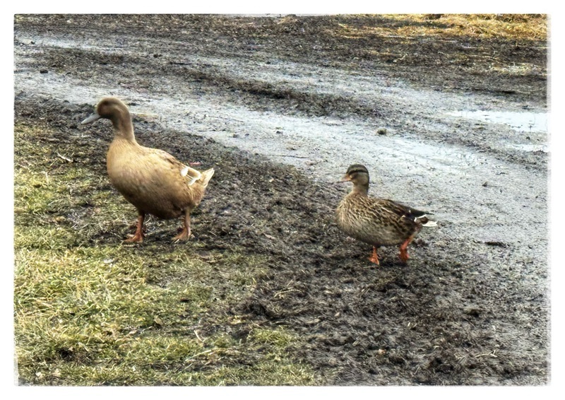 Two ducks 