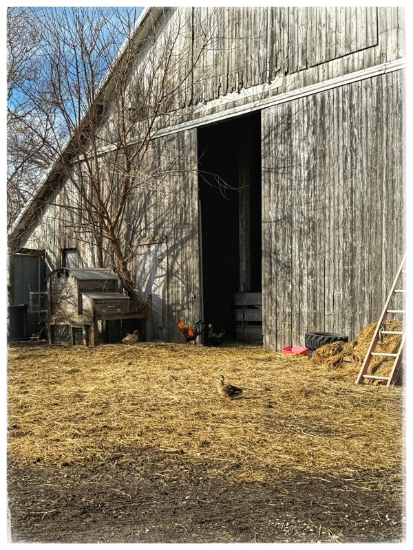 Old barn 