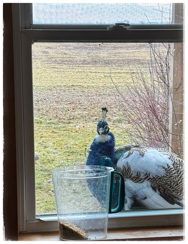 Peacock at window looking in