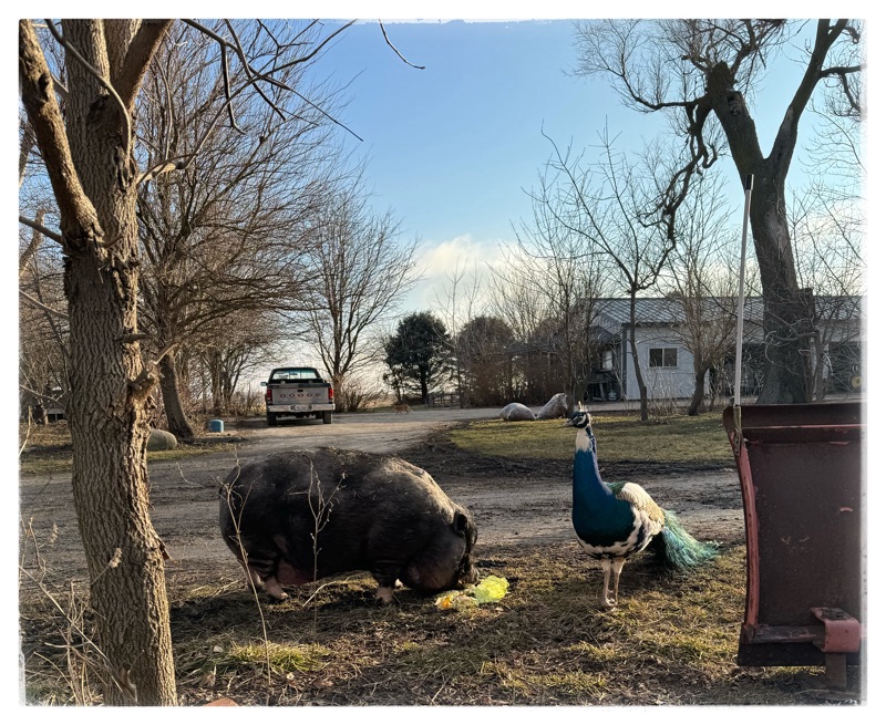 Peacock and pot belly