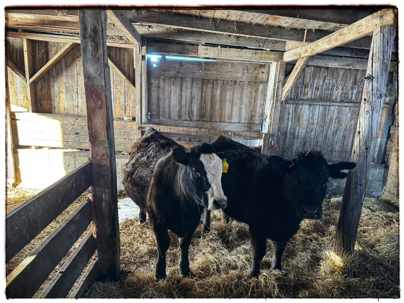 Two cows in barn