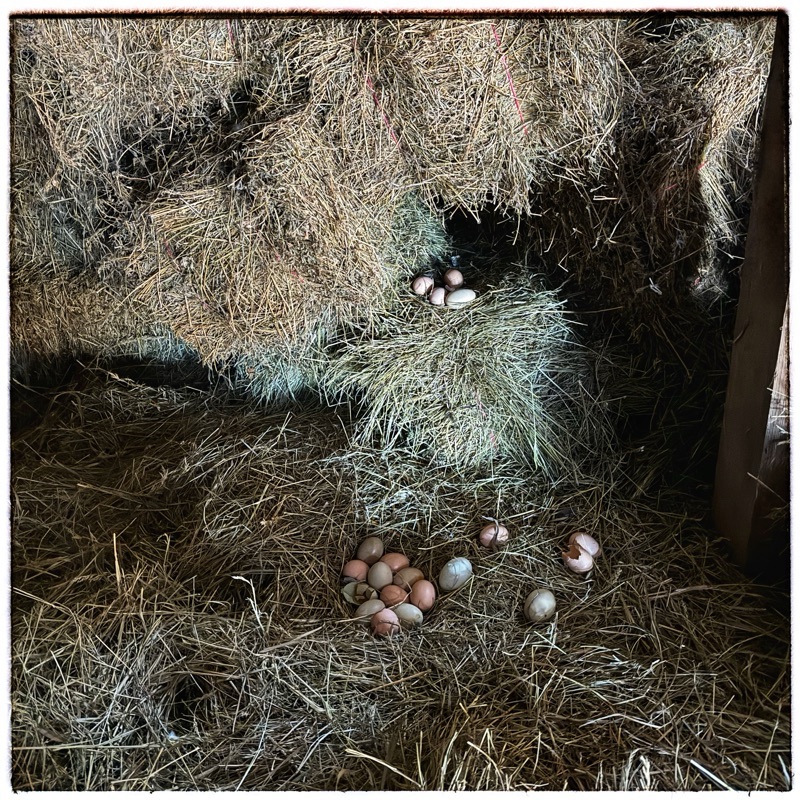 Eggs in straw 