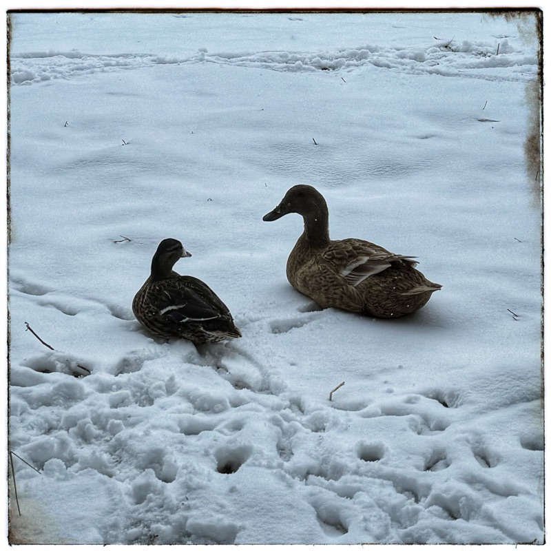 Ducks in snow