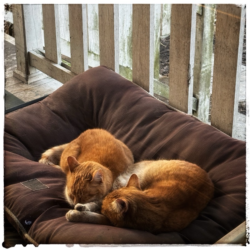 Two orange cats sleeping on cushion on porch