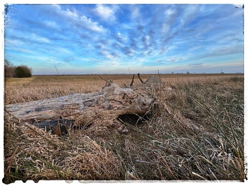 Fallen tree and long grass with den dug underneath￼￼