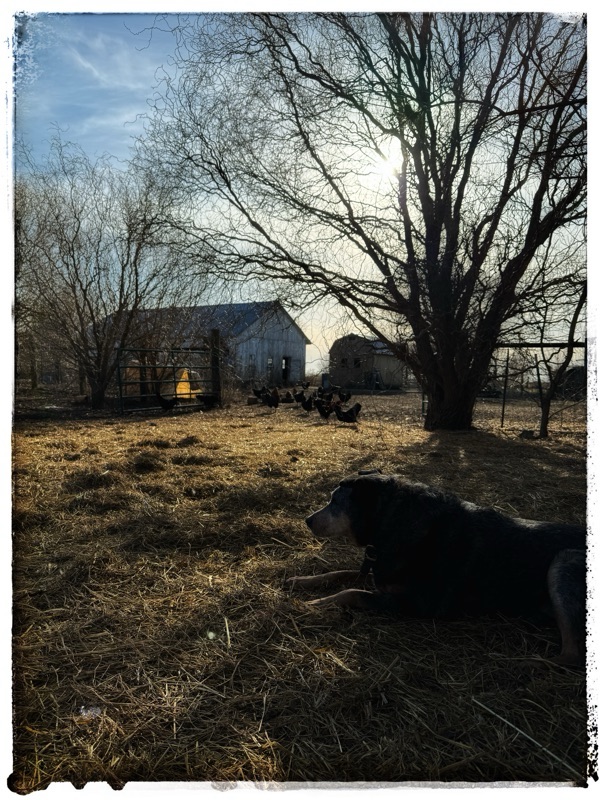 Dog and barn