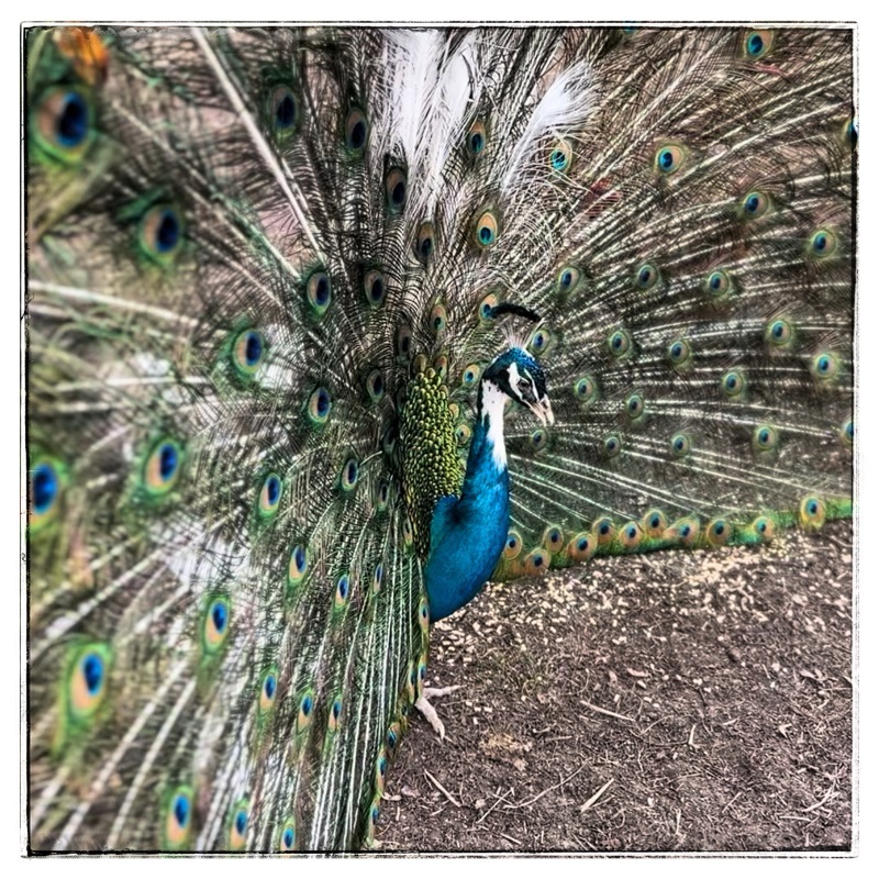 Peacock