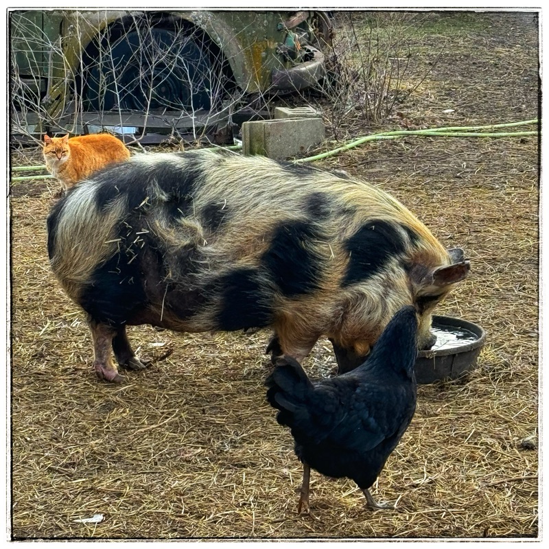 Kunekune chicken and cat 