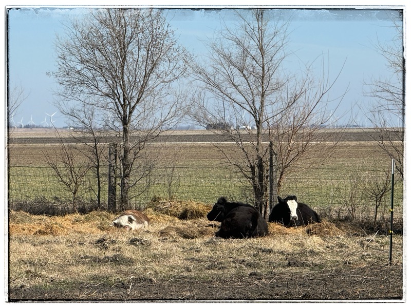 Hog sleeping with cows 