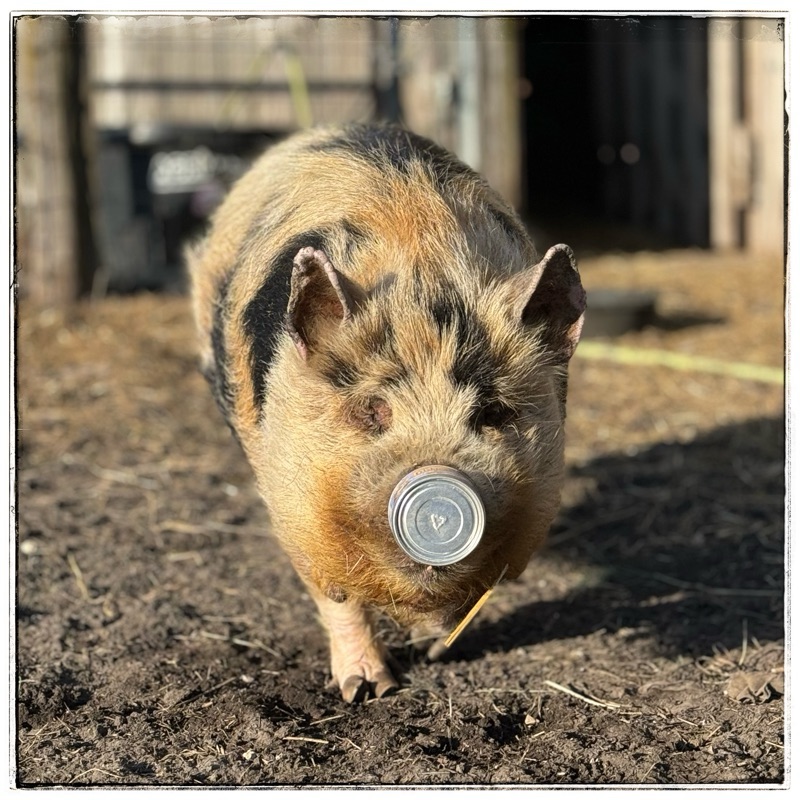 Kunekune with tin on nose 