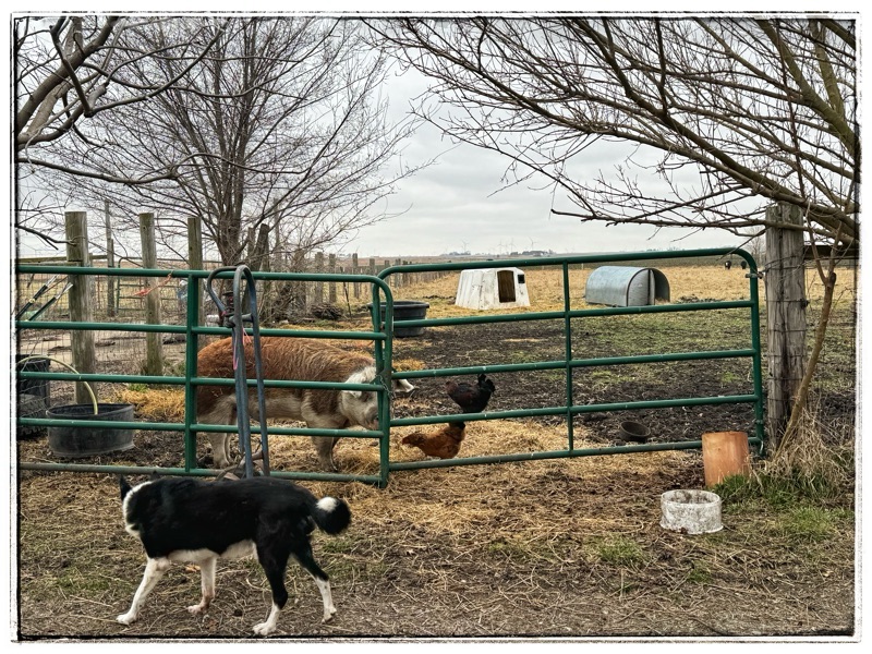 Old border collie and old hog