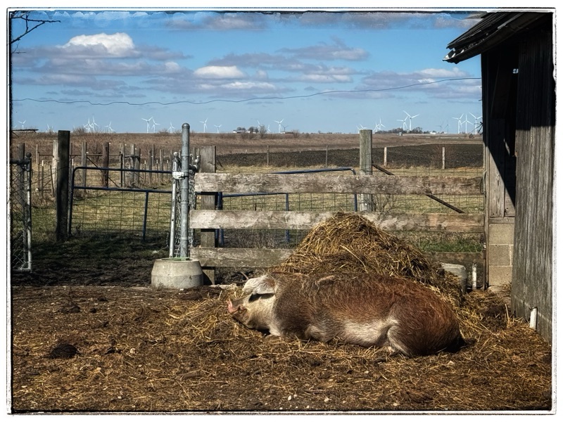 Hereford hog sleeping on compost heap. 