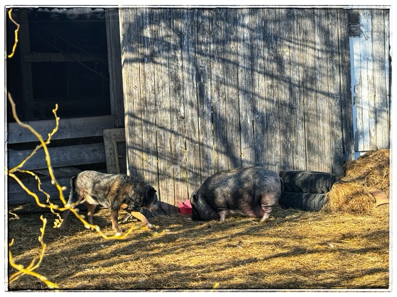 Dog and pig by old barn door