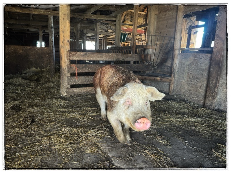 Hereford hog in old barn 