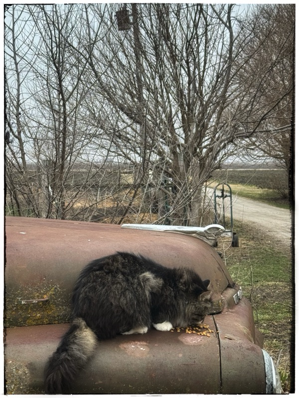 Cat eating on top of truck 