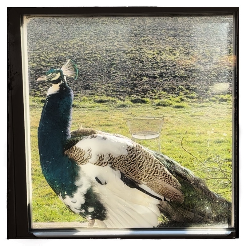 Peacock in window