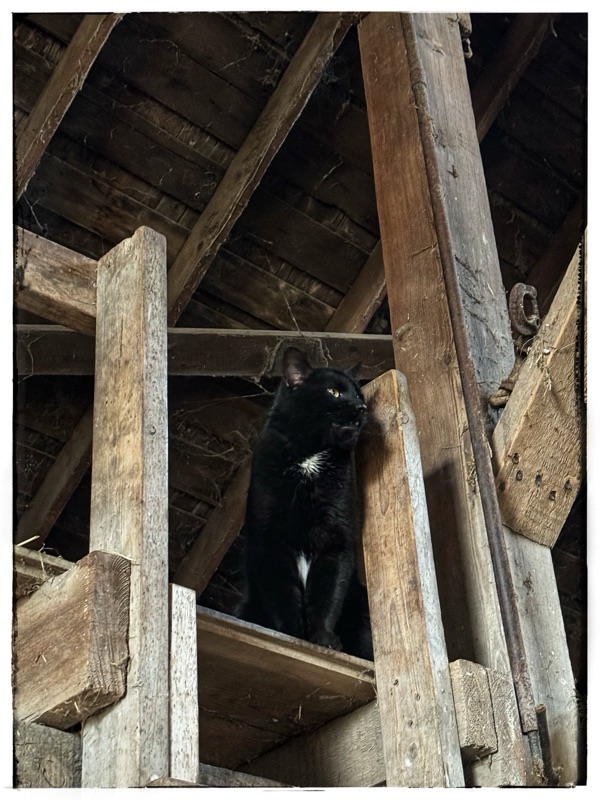 Black car looking out over barn