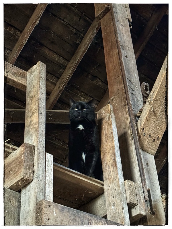 Black cat in barn