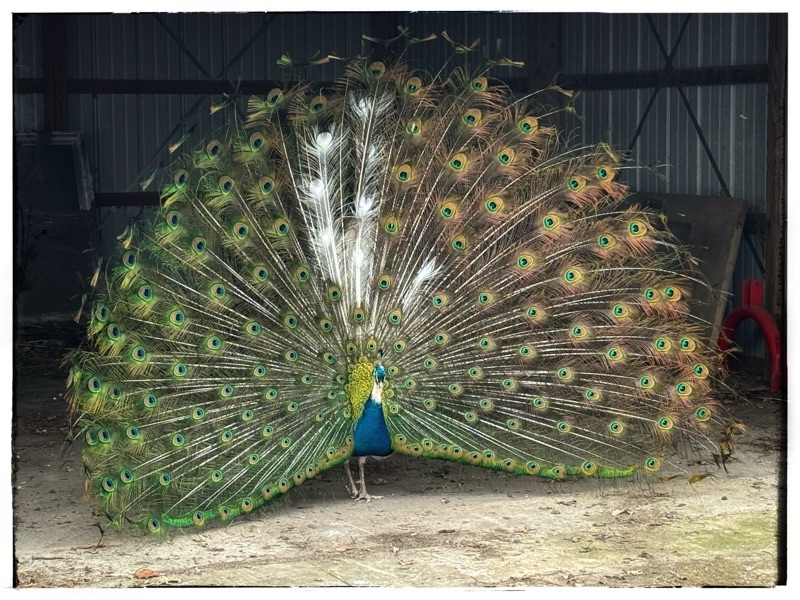 Mr Flowers - peacock in full feather 