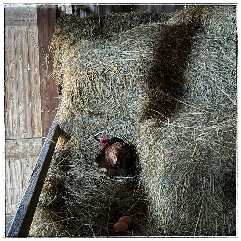 Chicken laying in barn