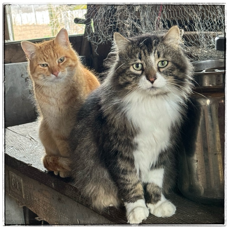 Barn cats