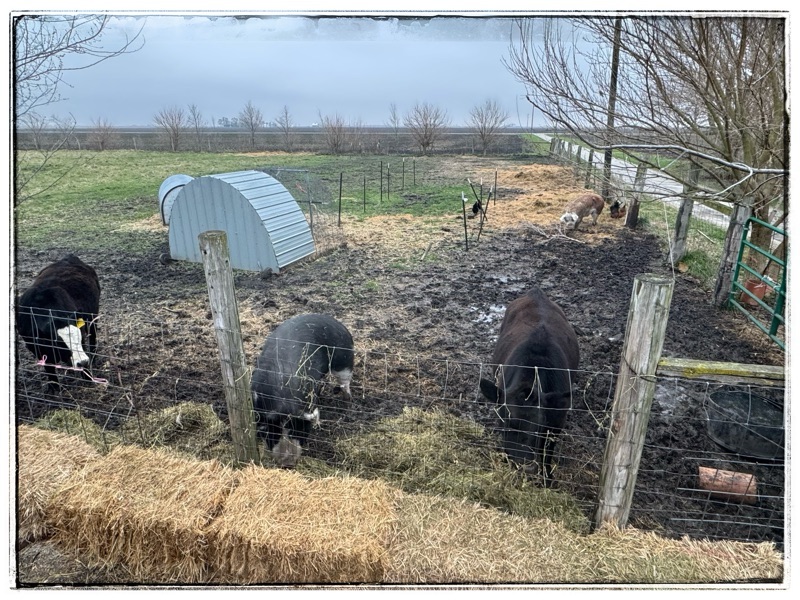 Cows living with pigs 