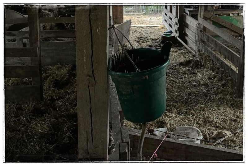 Chicken laying in bucket