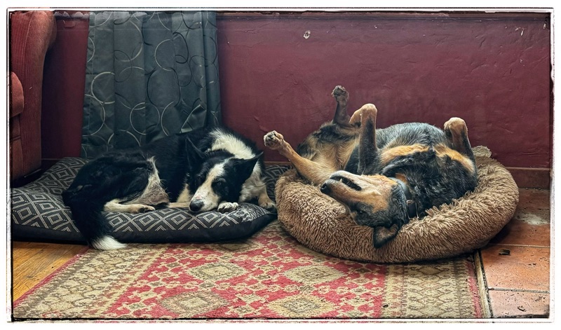 Dogs in front of fireplace. 