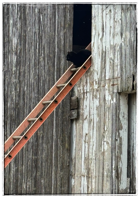 Cat on a ladder