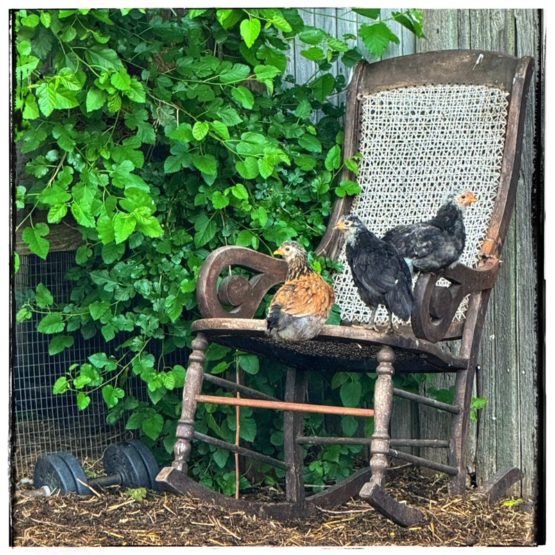 Three chickens sitting in rocking chair 