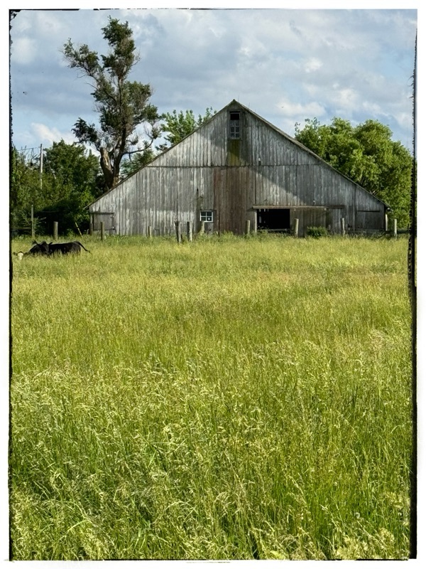 Cows in field of long grass - barn in the background 