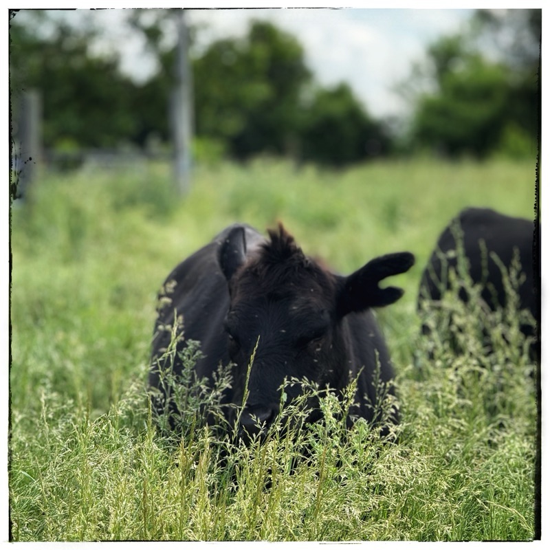 Black cow in deep grass