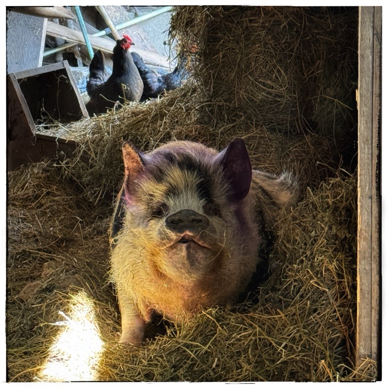 Tima kunekune pig pet