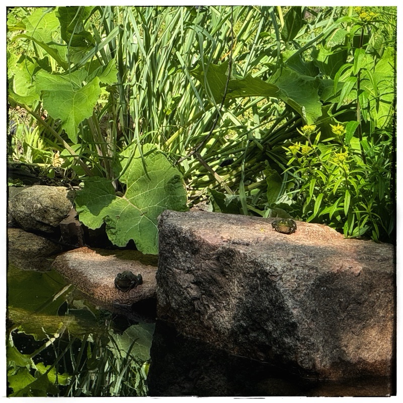 Two rocks with a frog on each one 
