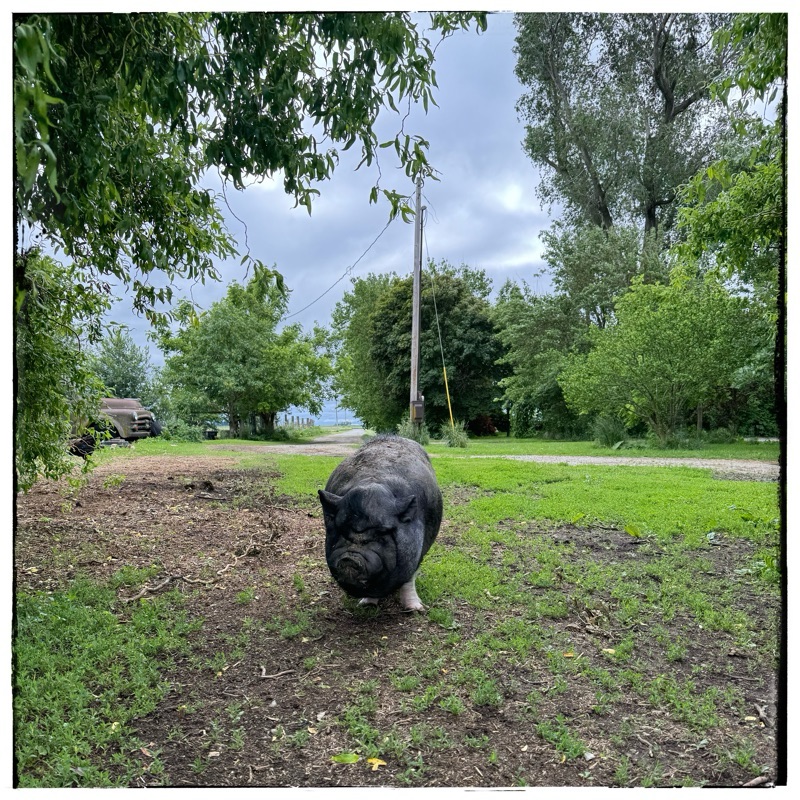 Potbelly big standing in Gateway, surrounded in trees