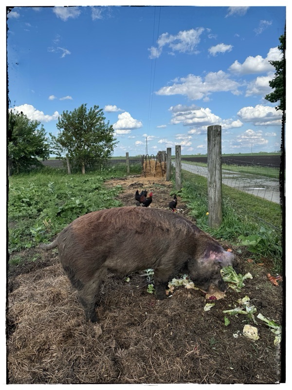 Mature, Hereford hog eating greens and vegetables and filled with blue sky and white clouds behind