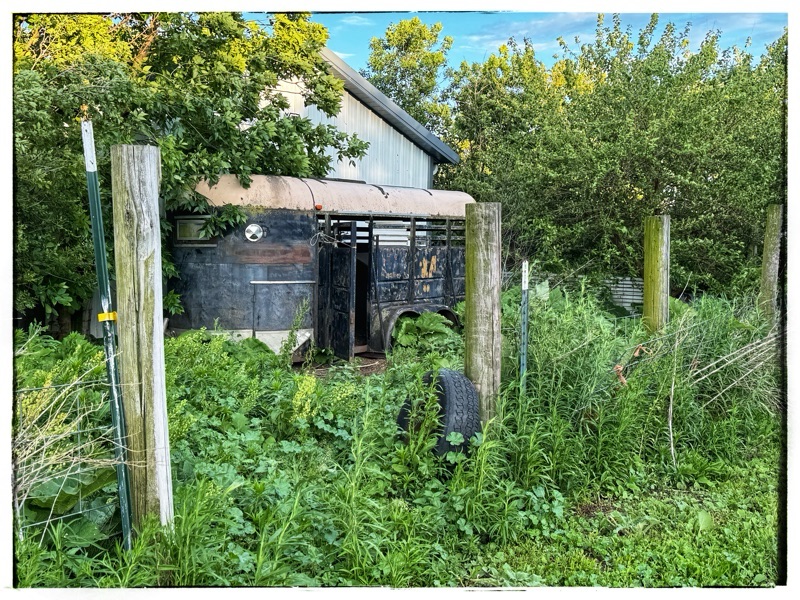 Old stock trailer repurposed as pig house