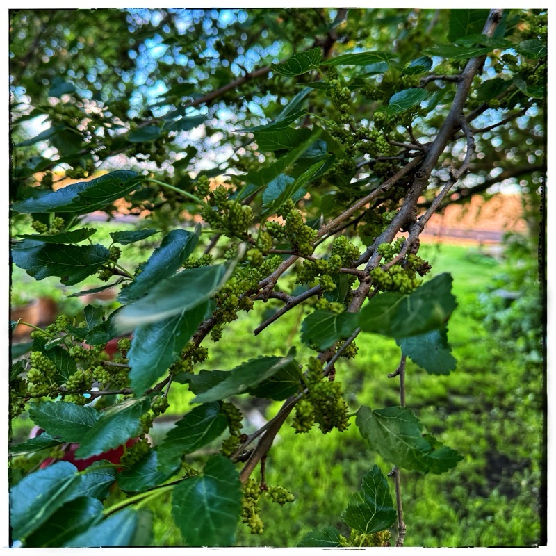 Mulberry trees with mulberries