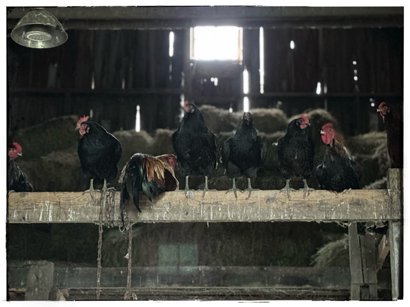 Chickens roosting in old barn 
