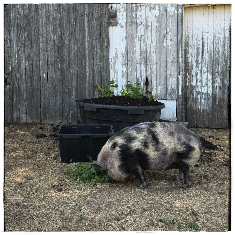 Pig in front of planter in front of old barn doors 