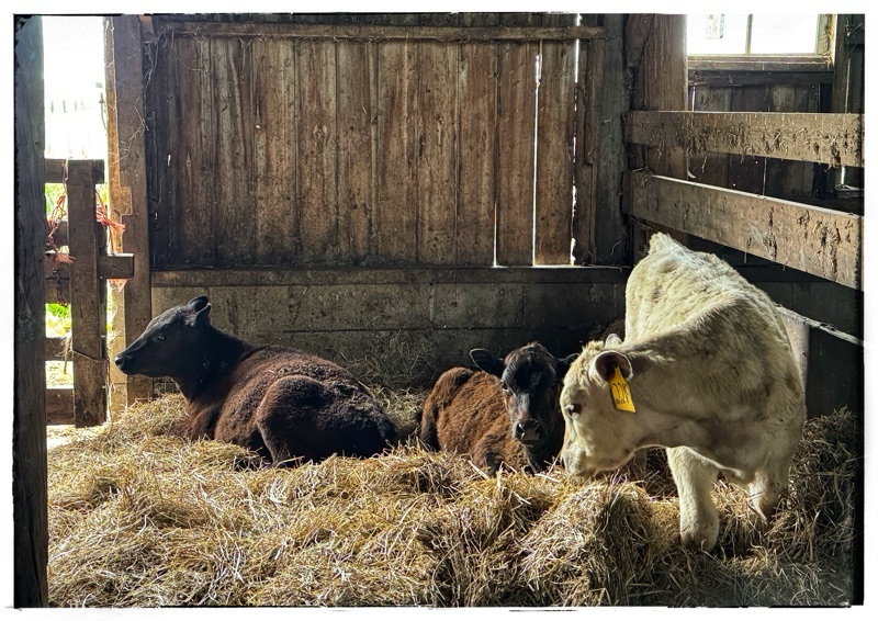Calves on straw in old barn 