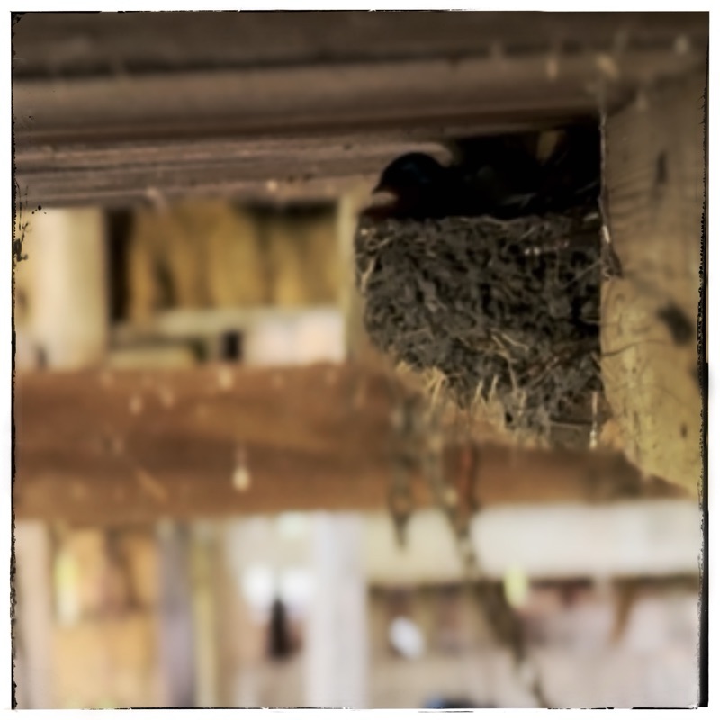 Swallow in nest in old barn. Bird on profile. 