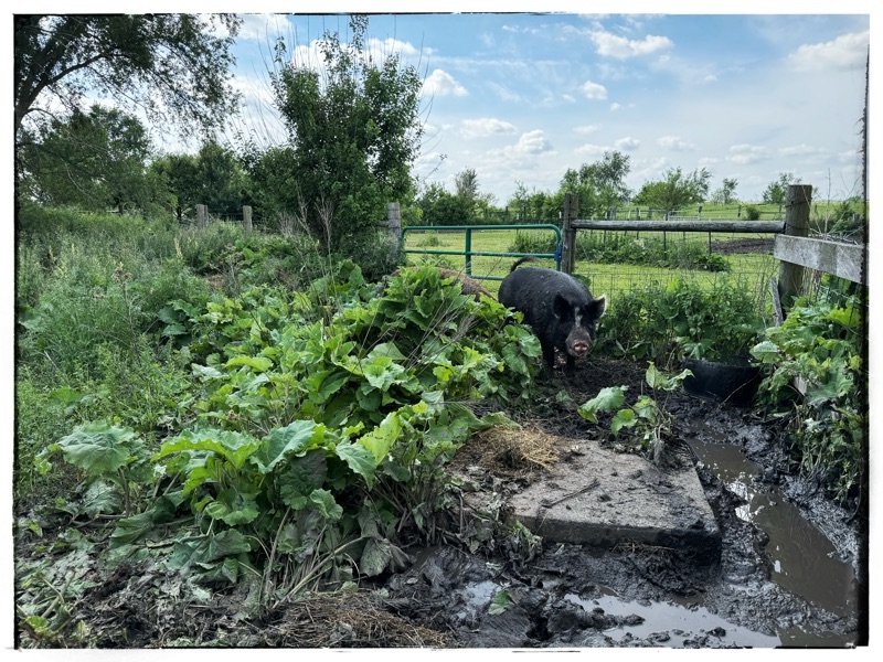 Mature Berkshire and wallow in field. 