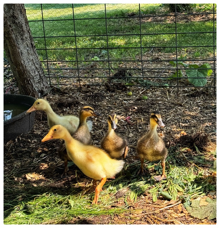 Ducklings