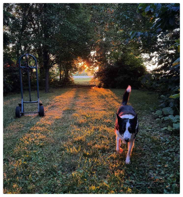 Sunrise with border collie in foreground