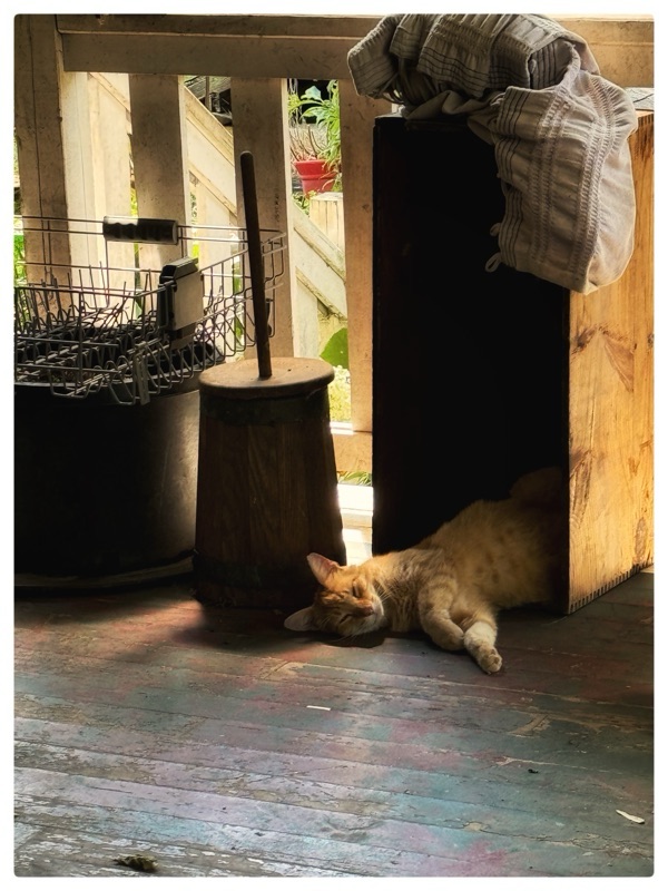 Cat sleeping in box on veranda in the summer