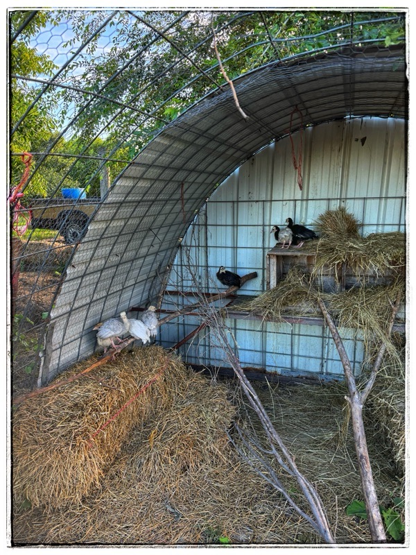 Baby turkeys roosting in tin hoop house 

