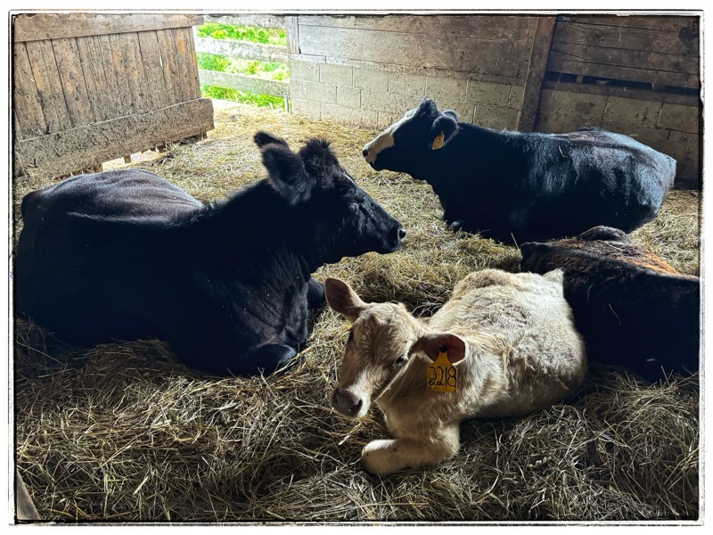 Cows in barn