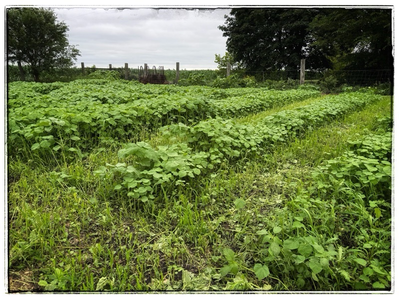 Velvet weed in field 